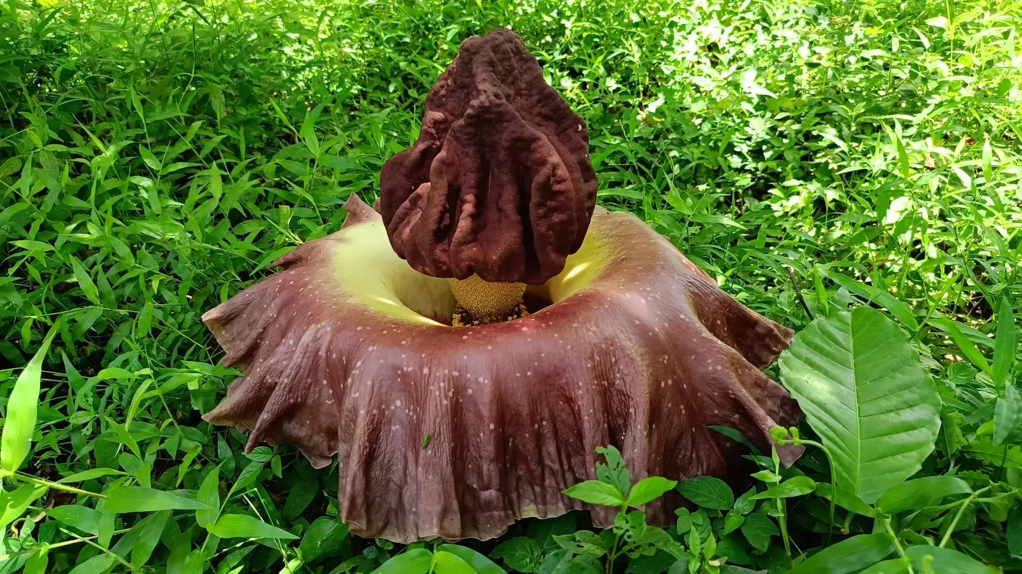 Zmijovec titánský v botanické zahradě.