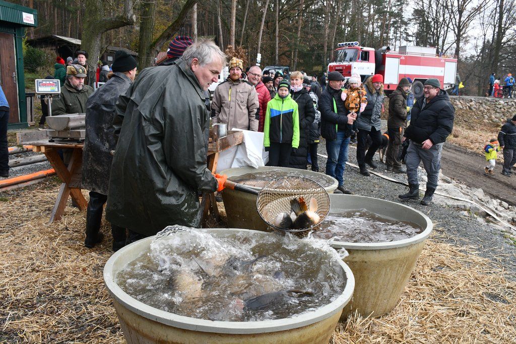 Plzeňané, pozor! Vánoční stromky z městských lesů koupíte už od čtvrtka, známe ceny i místo prodeje