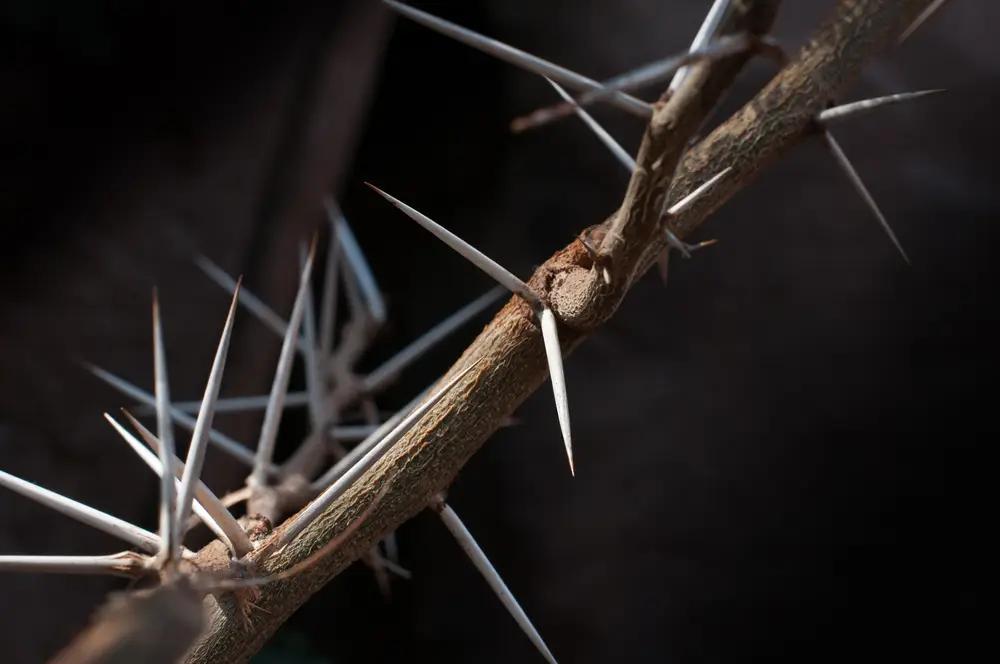 Trnovník neboli Akát