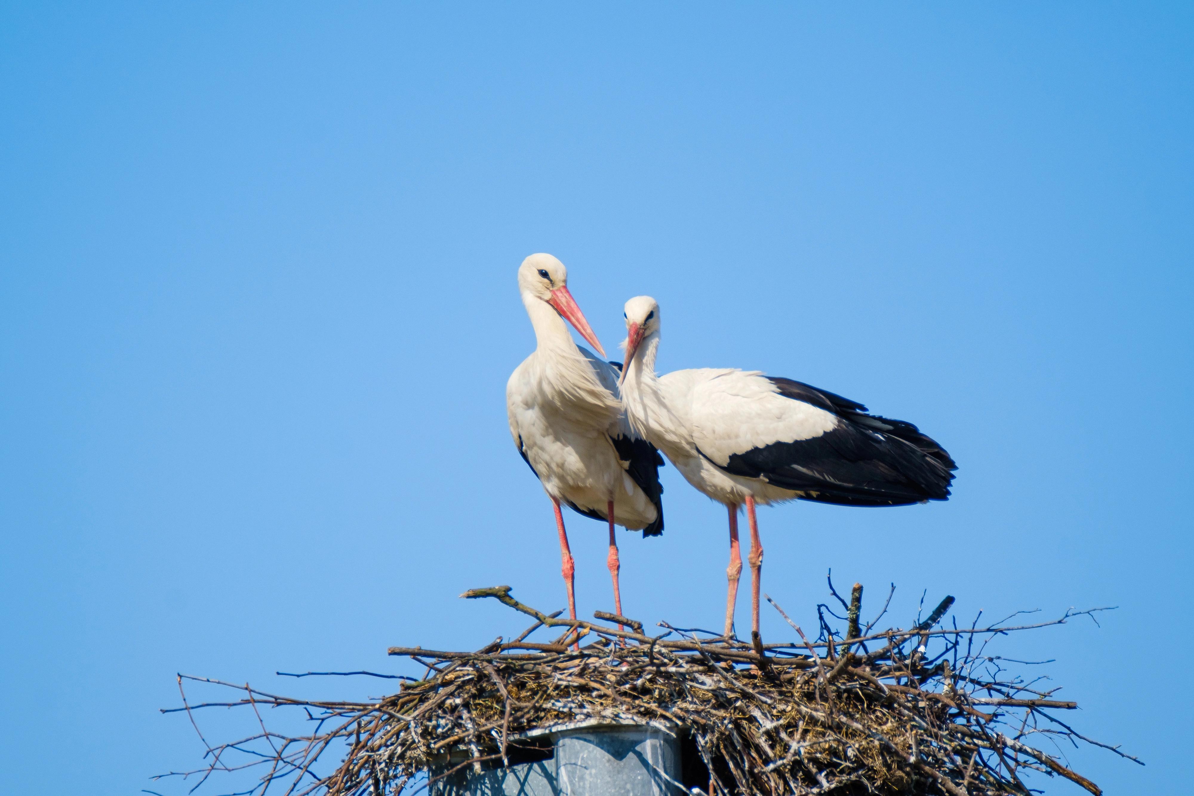 Co se dělo v Makově? První let mladých čápů přinesl drama, které nikdo nečekal