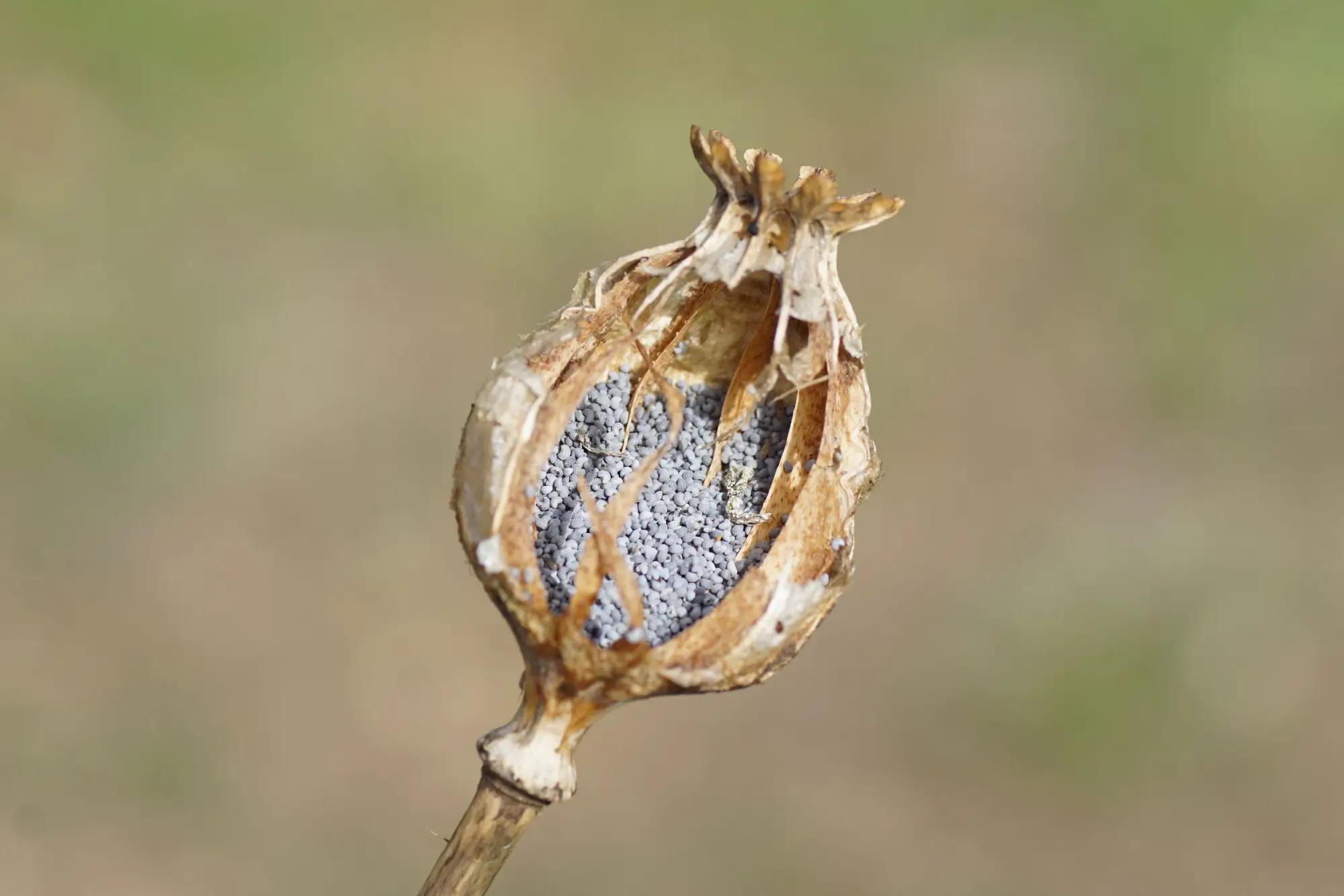Některé státy se opravu máku bojí. 