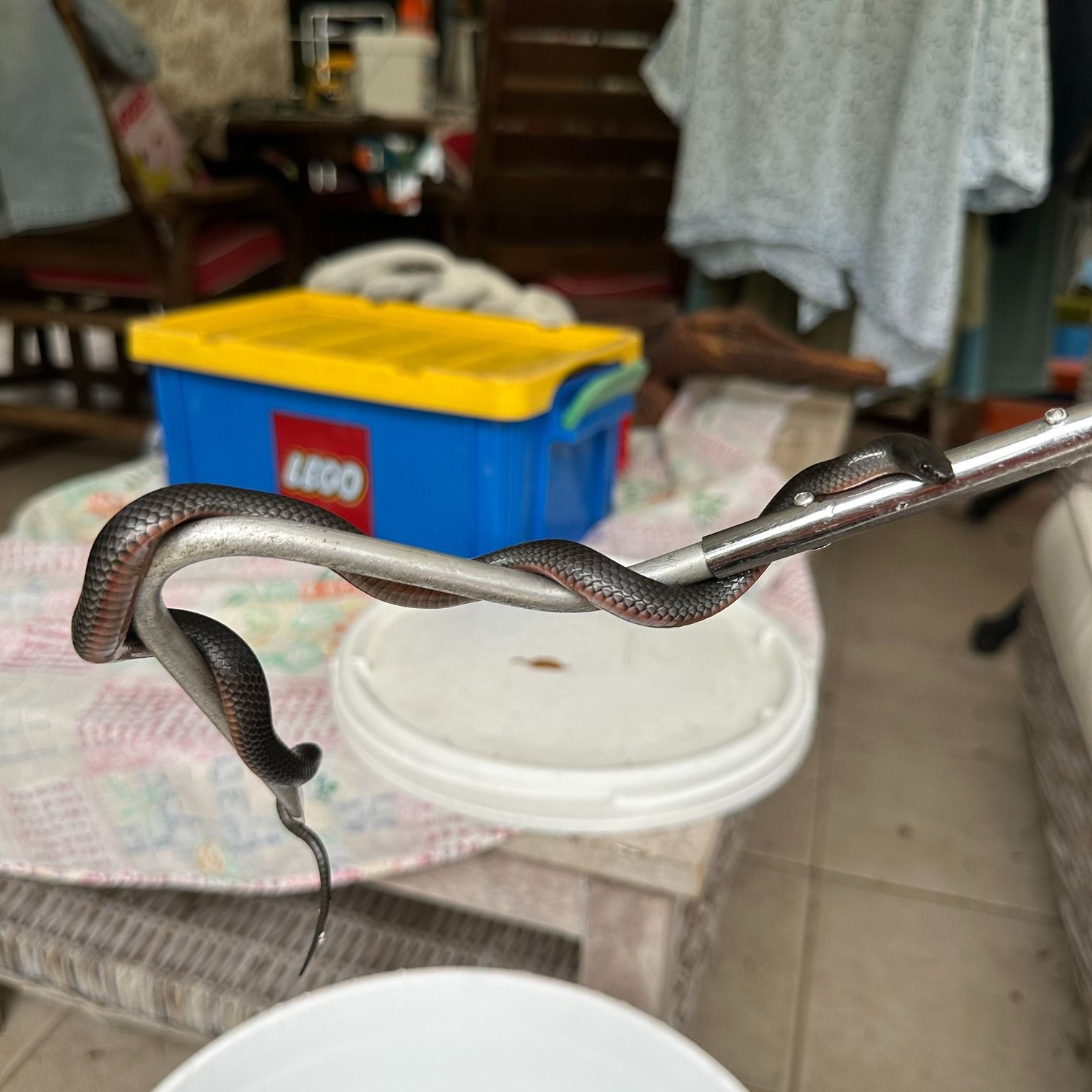 Jedná se o skutečně nebezpečeného hada.