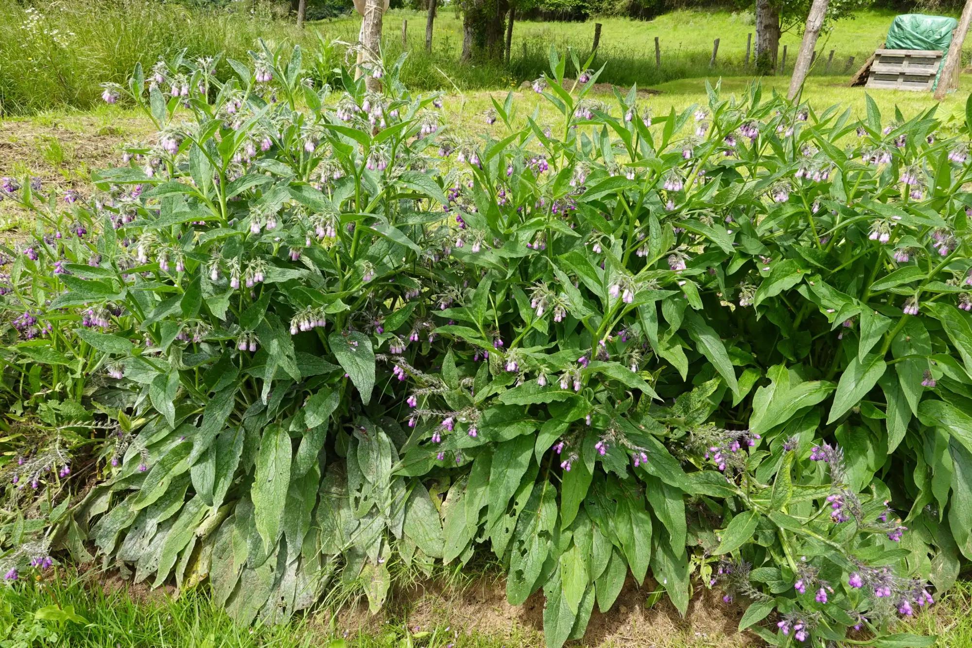 Kostival je nenápadná bylina.