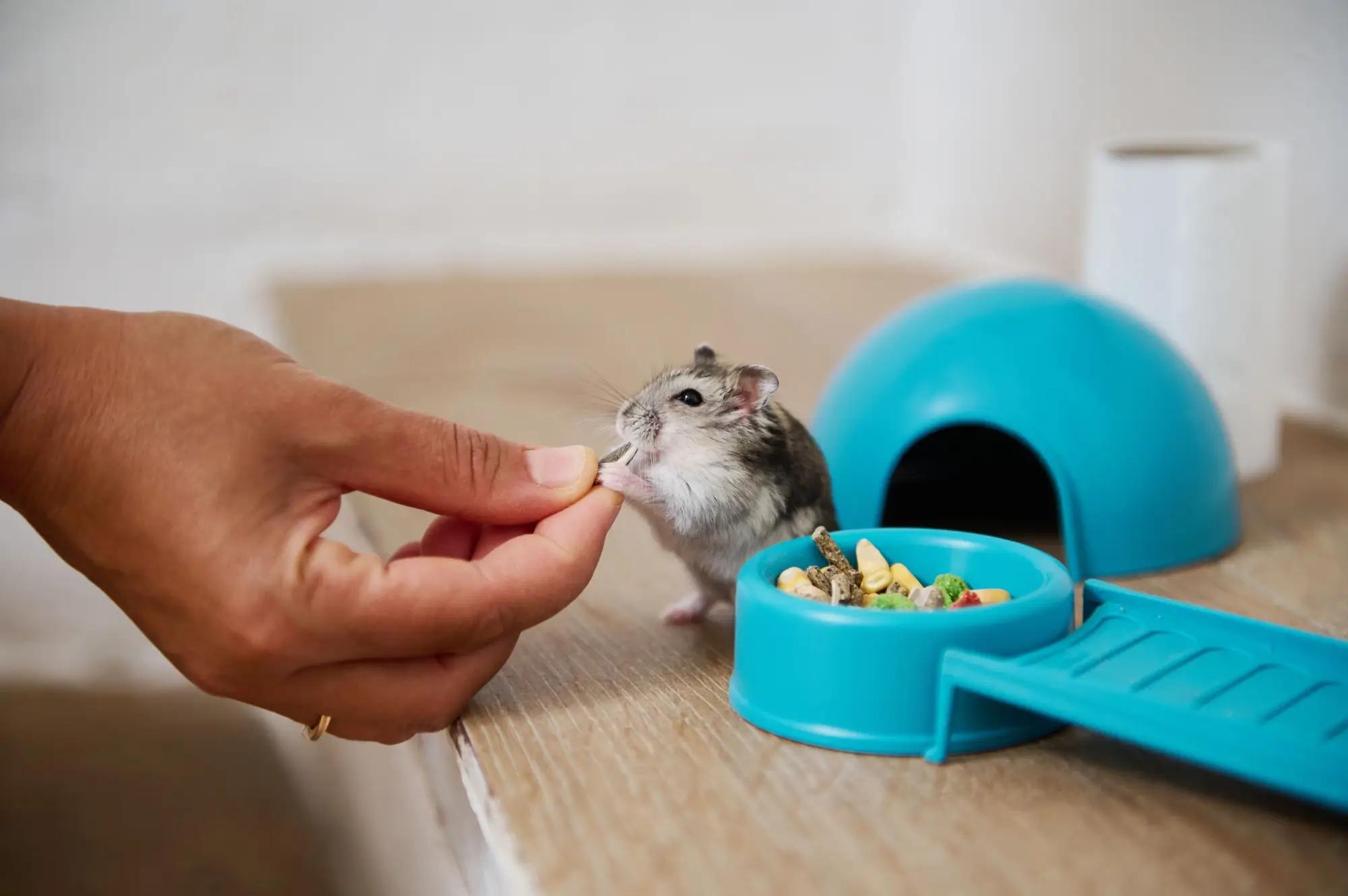 Krmit křečka je zábava, ale jen dokud si váš prst nesplete s krmením. 