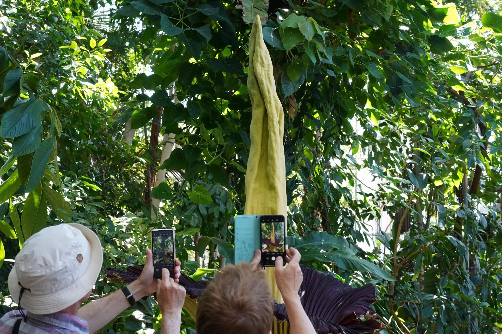  Bezkonkurenčně nejstrašnější rostlina českých zahrad. Zhyzdí každý záhon a ještě smrdí jako zkažené maso. Češi ji přesto milují