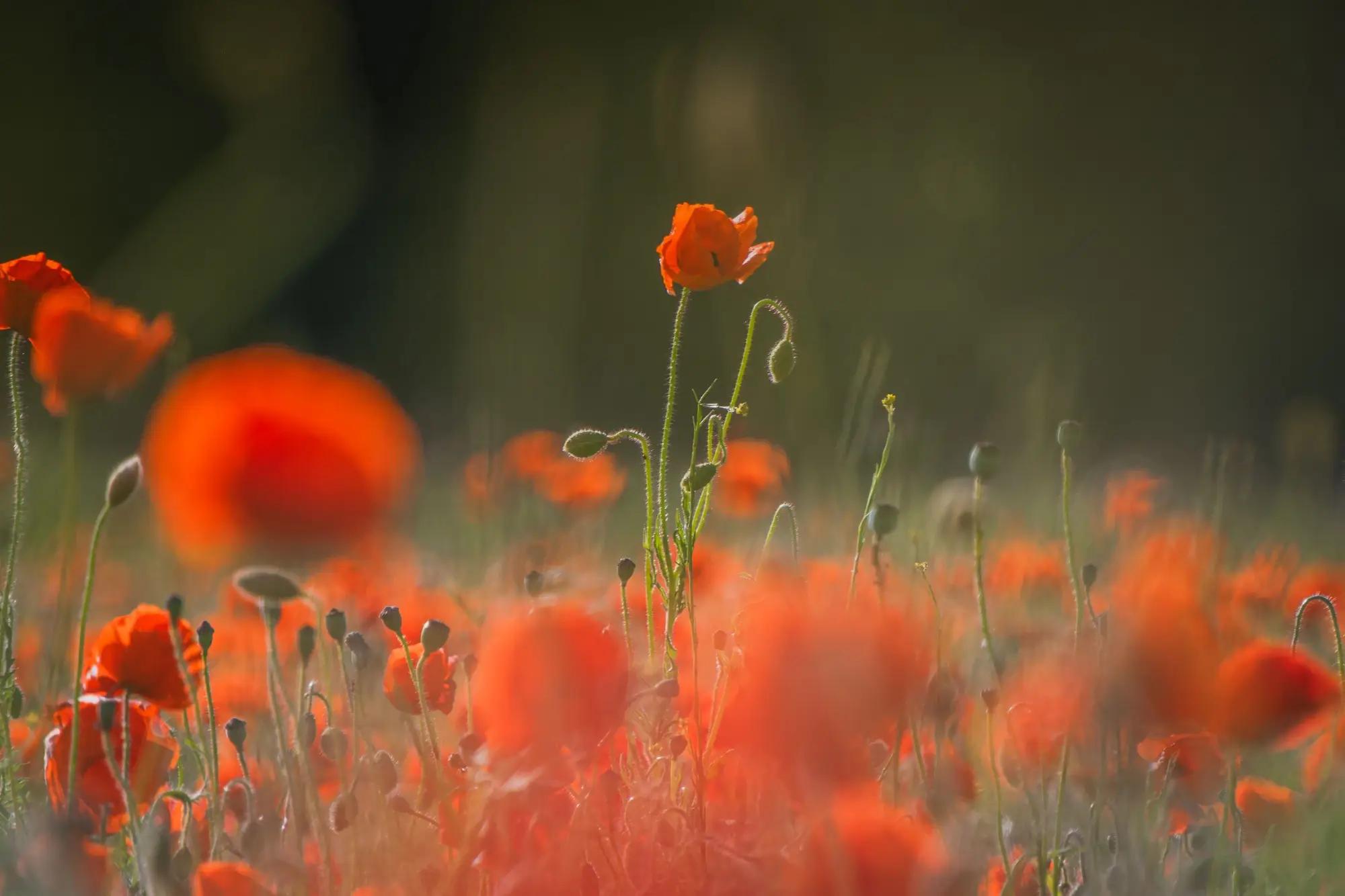 Mák má v naší kuchyni nezastupitelné místo