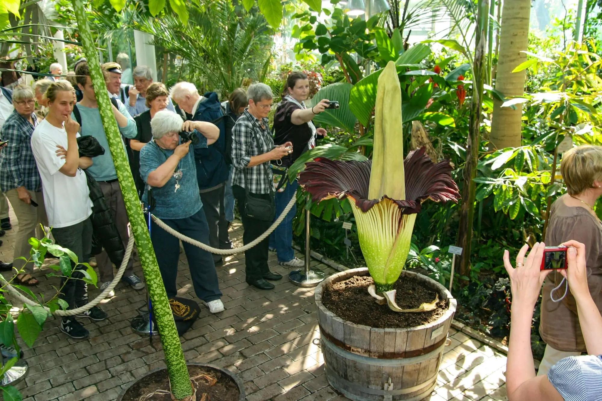Zmijovec láká návštěvníky zahrad.