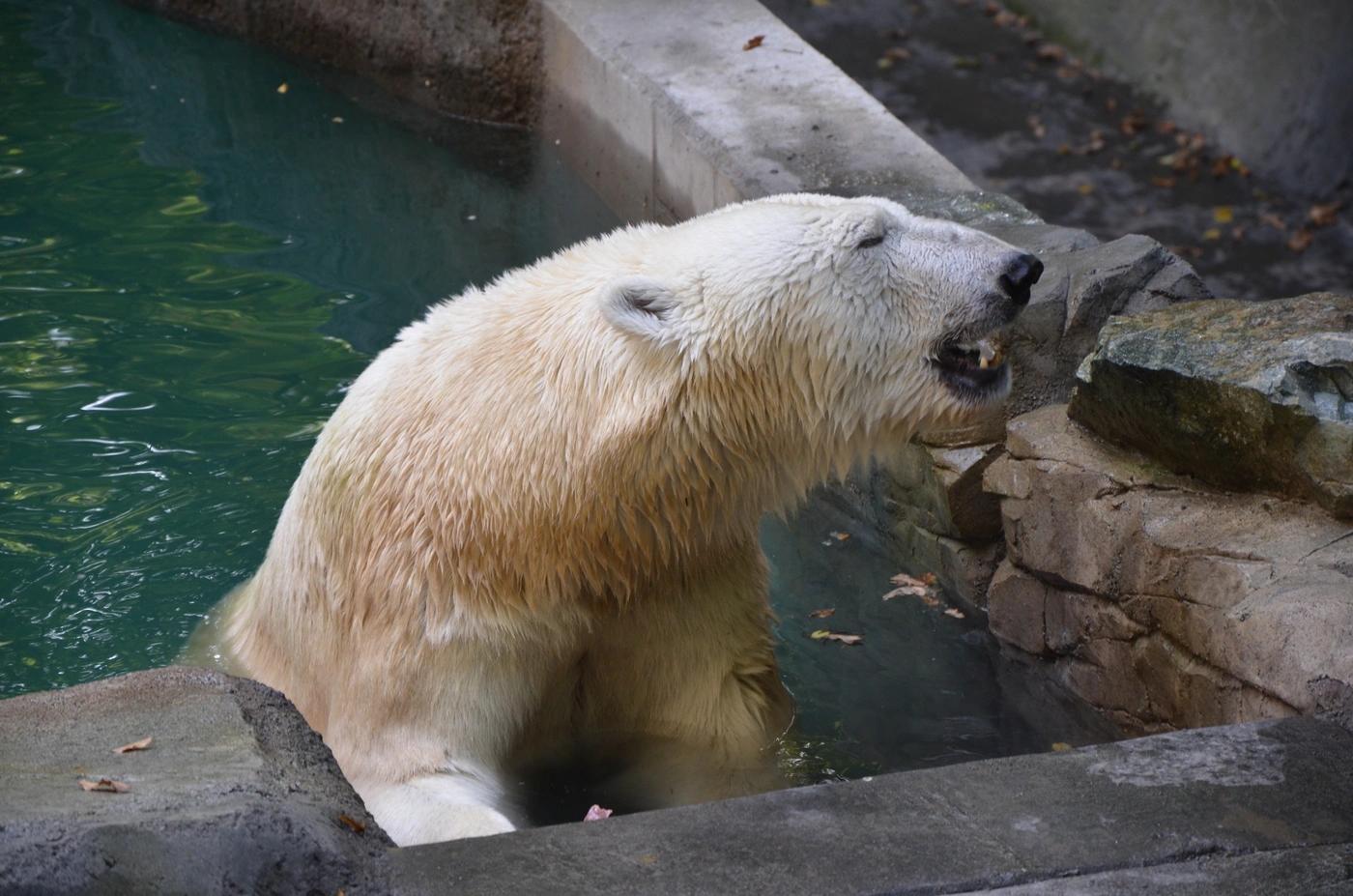 Tajemství brněnské zoo odhaleno: Proč byla Cora dva roky pryč a co ji přivedlo zpátky?