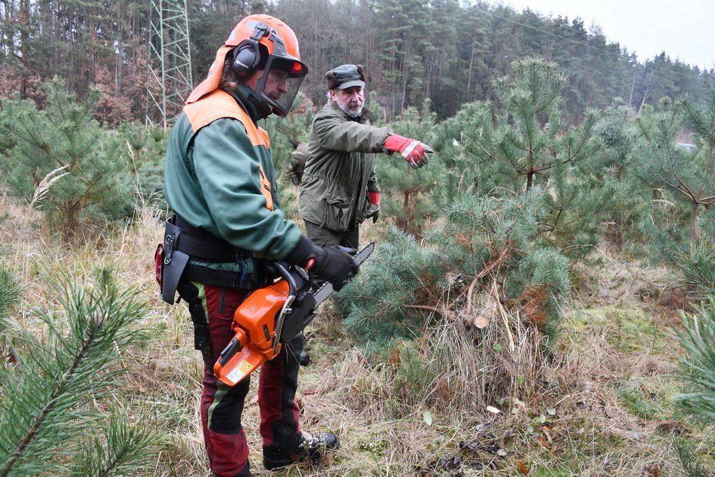 Prodej vánočních stromků v Plzni.