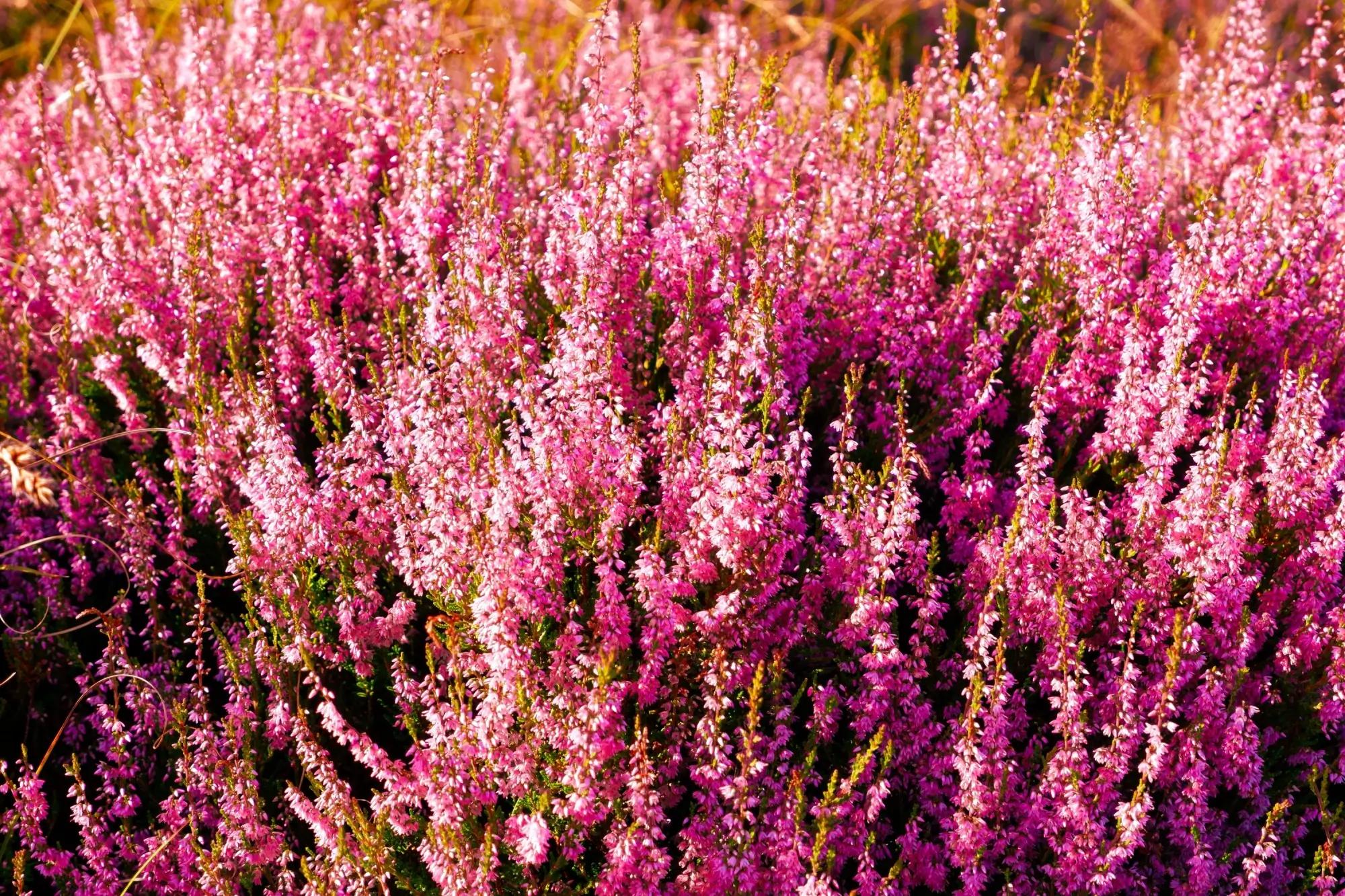 Vřes je nenáročný a dokonale pokryje i velké plochy