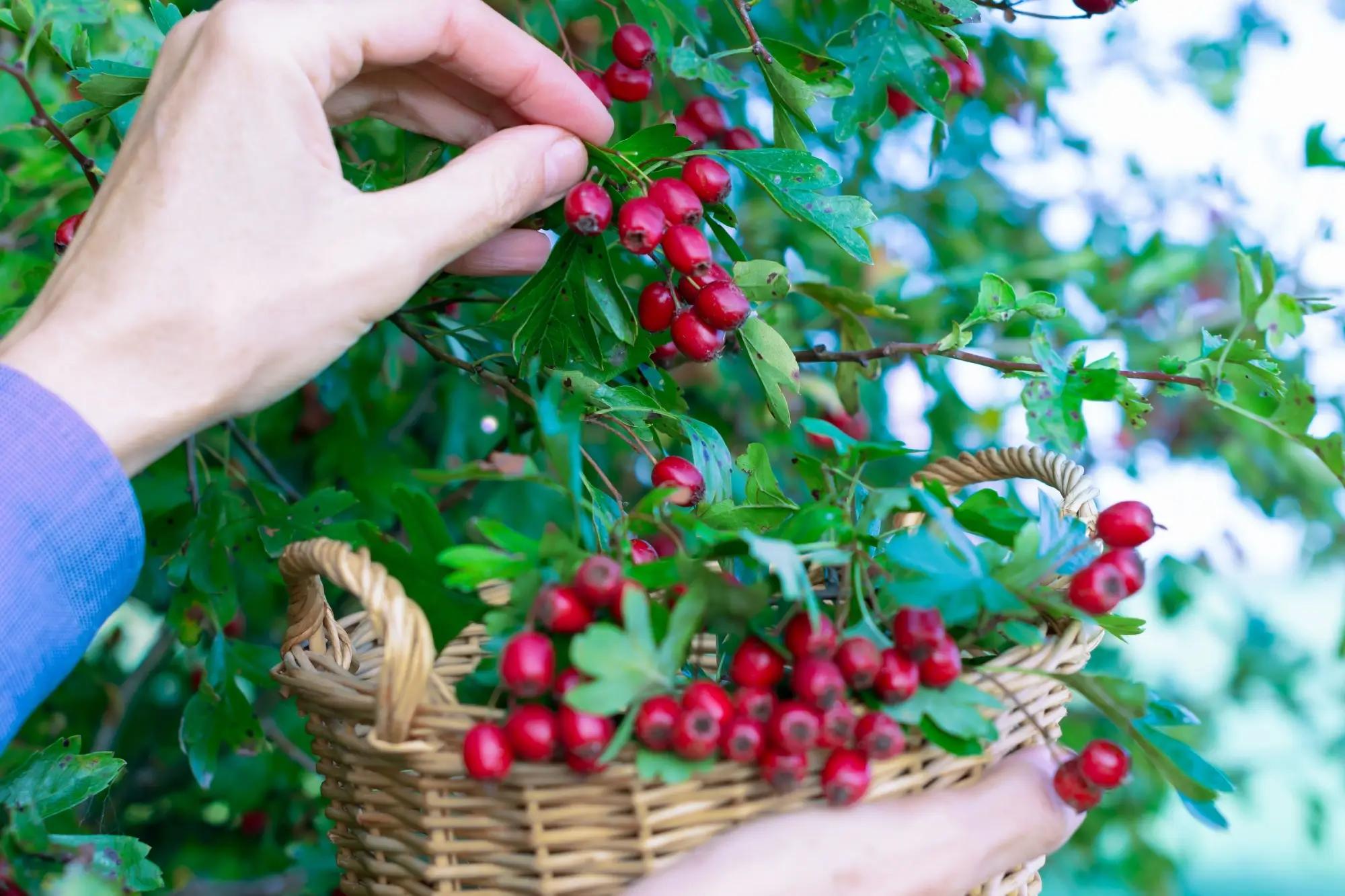 Hloh je skvělá rostlina, která pomůže i zdraví. 