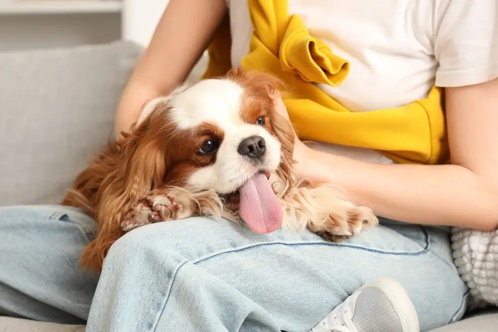 Kavalír king Charles španěl