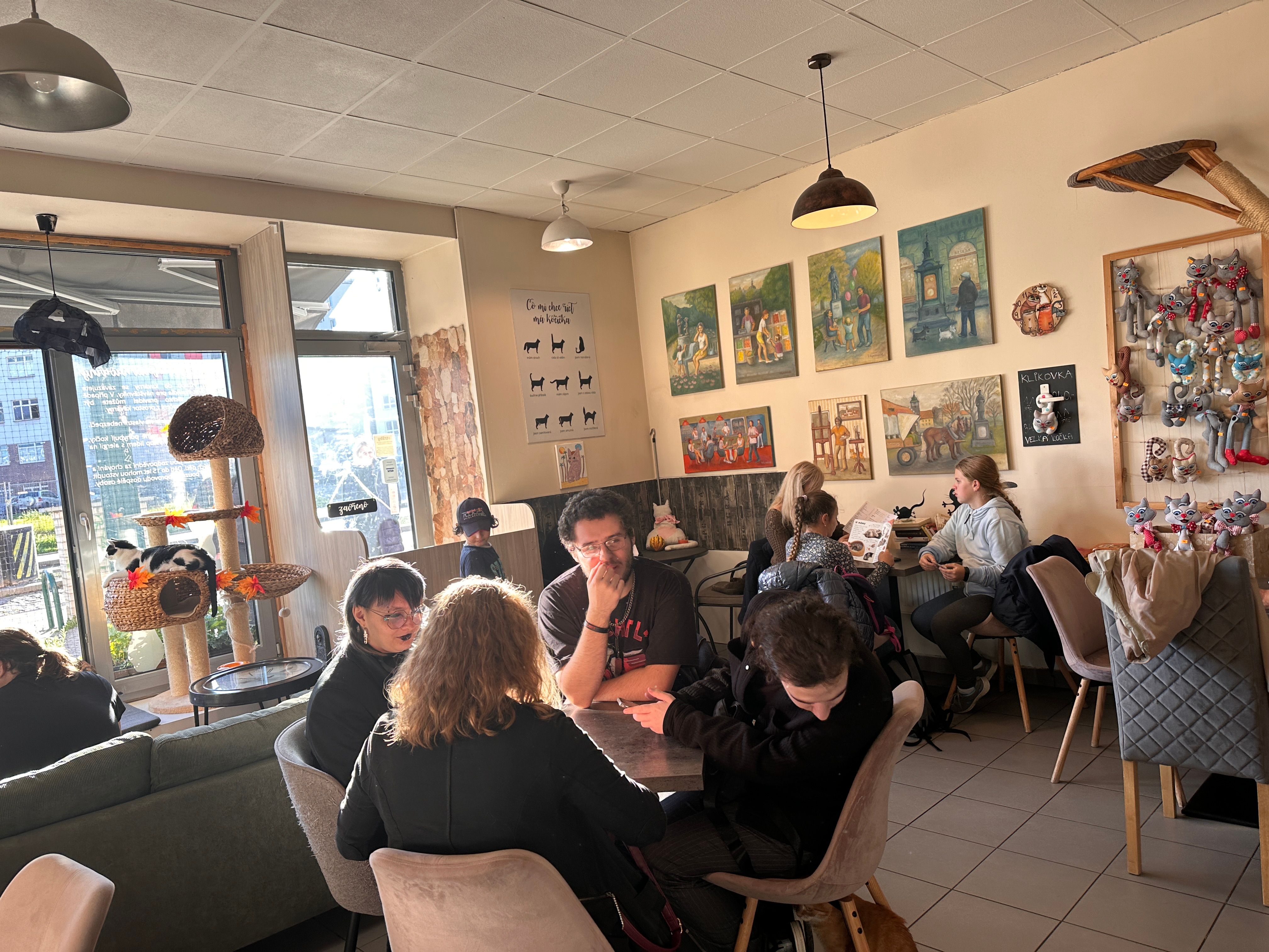 Plzeňská kočičí kavárna oslavila sedmé výročí. V pondělí praskala ve švech