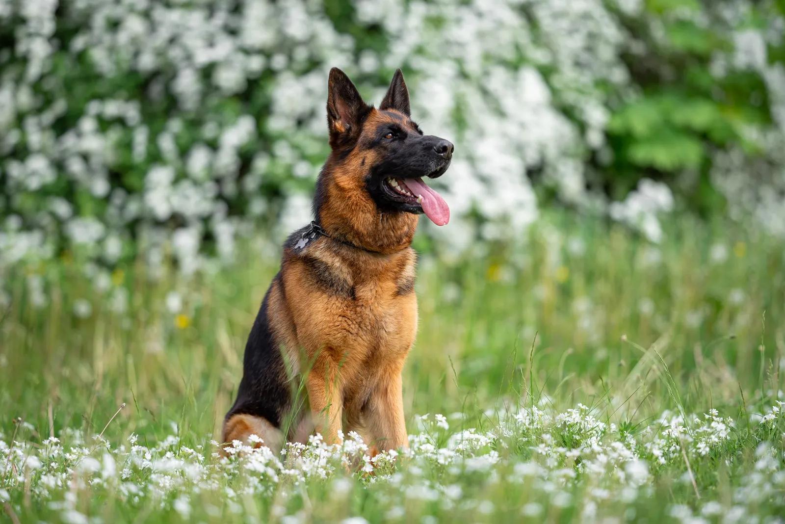 Němečtí ovčáci stále patří k nejpopulárnějším plemenům v České republice