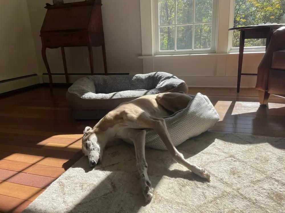 Psi, kteří neštěkají a někoušou: Seznam plemen, co jsou tak hodná, že to snad ani nejsou psi