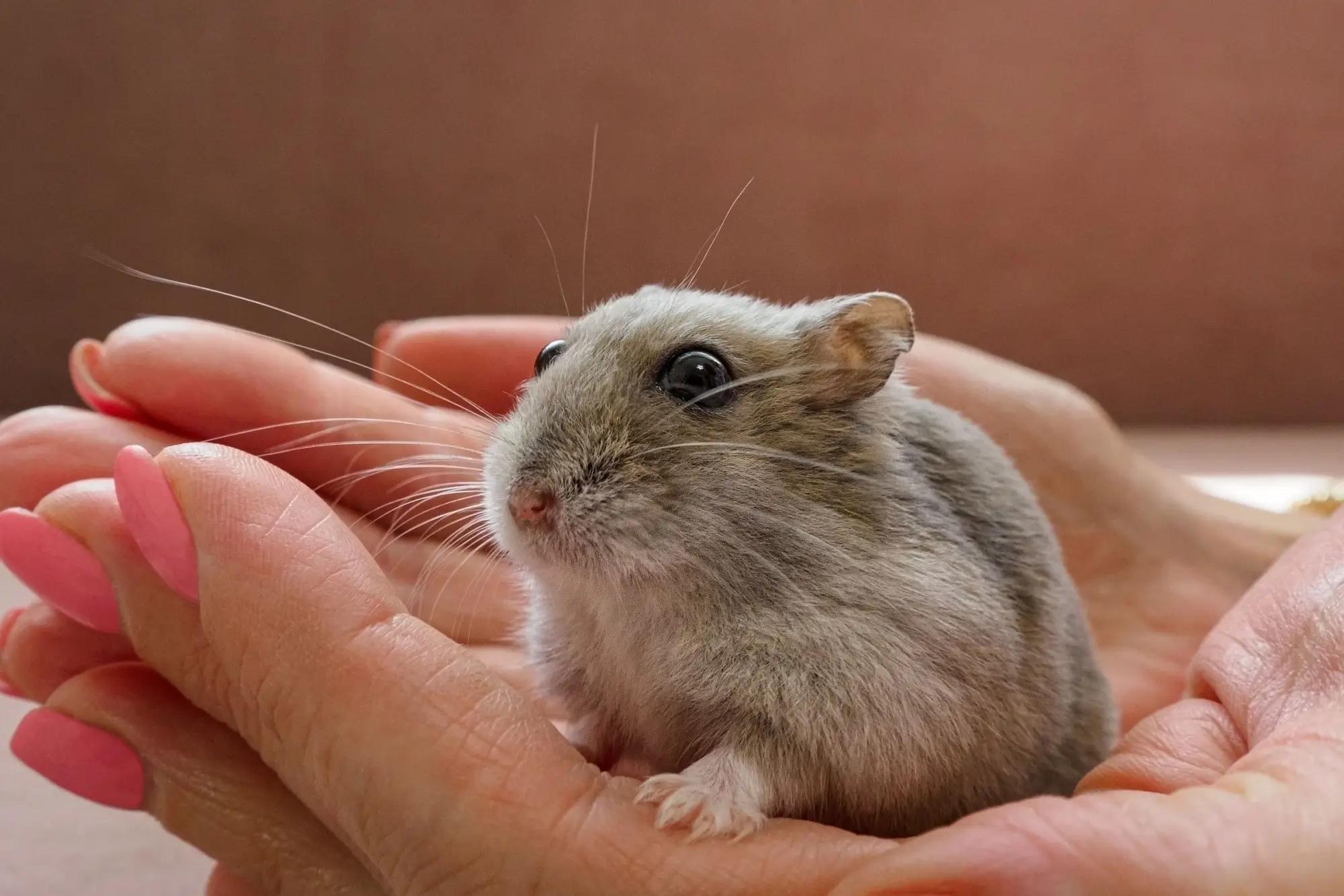 Toto je nejagresivnější domácí mazlíček chovaný v Česku. Vycvičit se nedá a bojí se ho všichni, včetně majitele