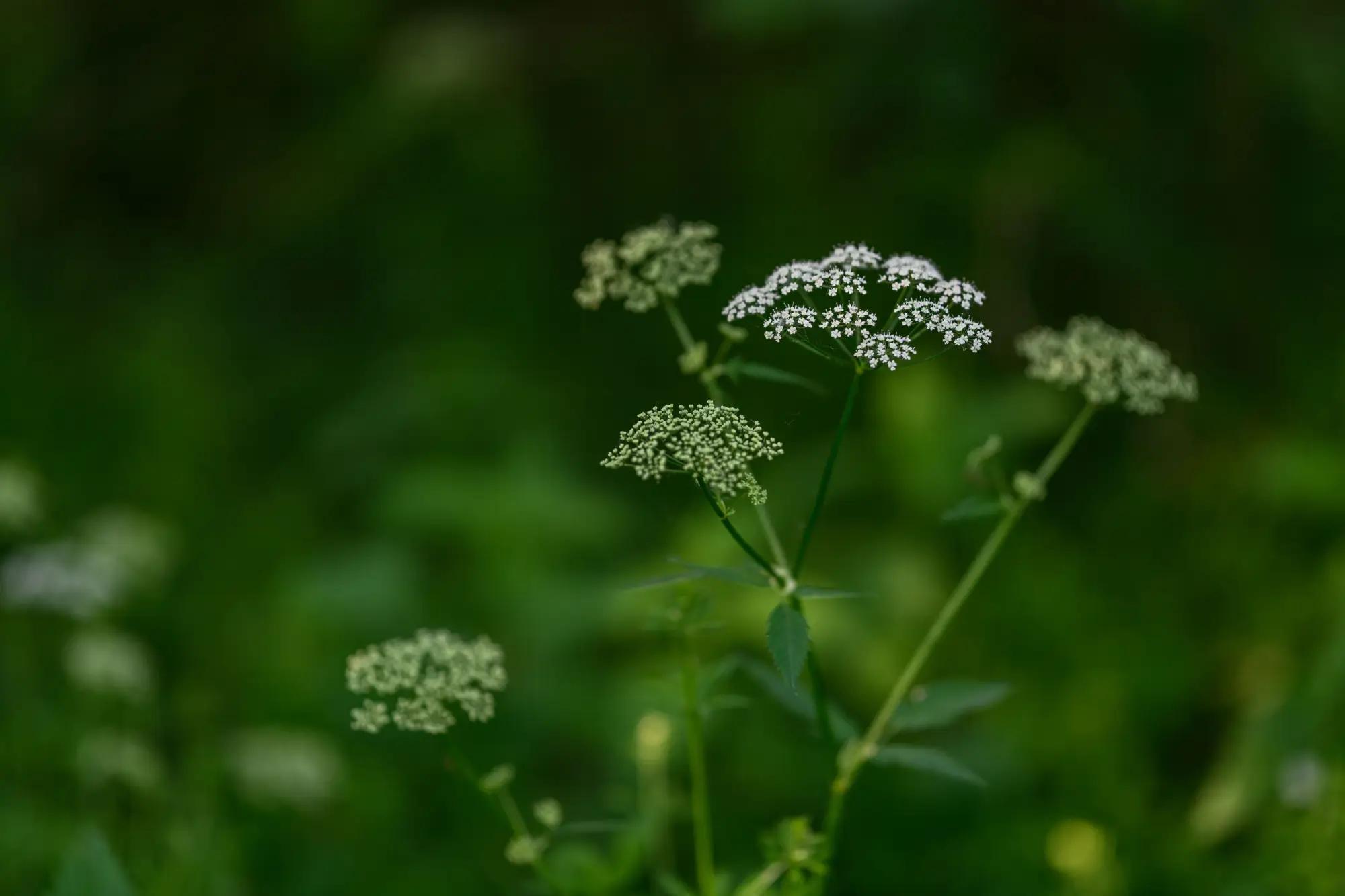 Jak poznat bršlici kozí nohu?