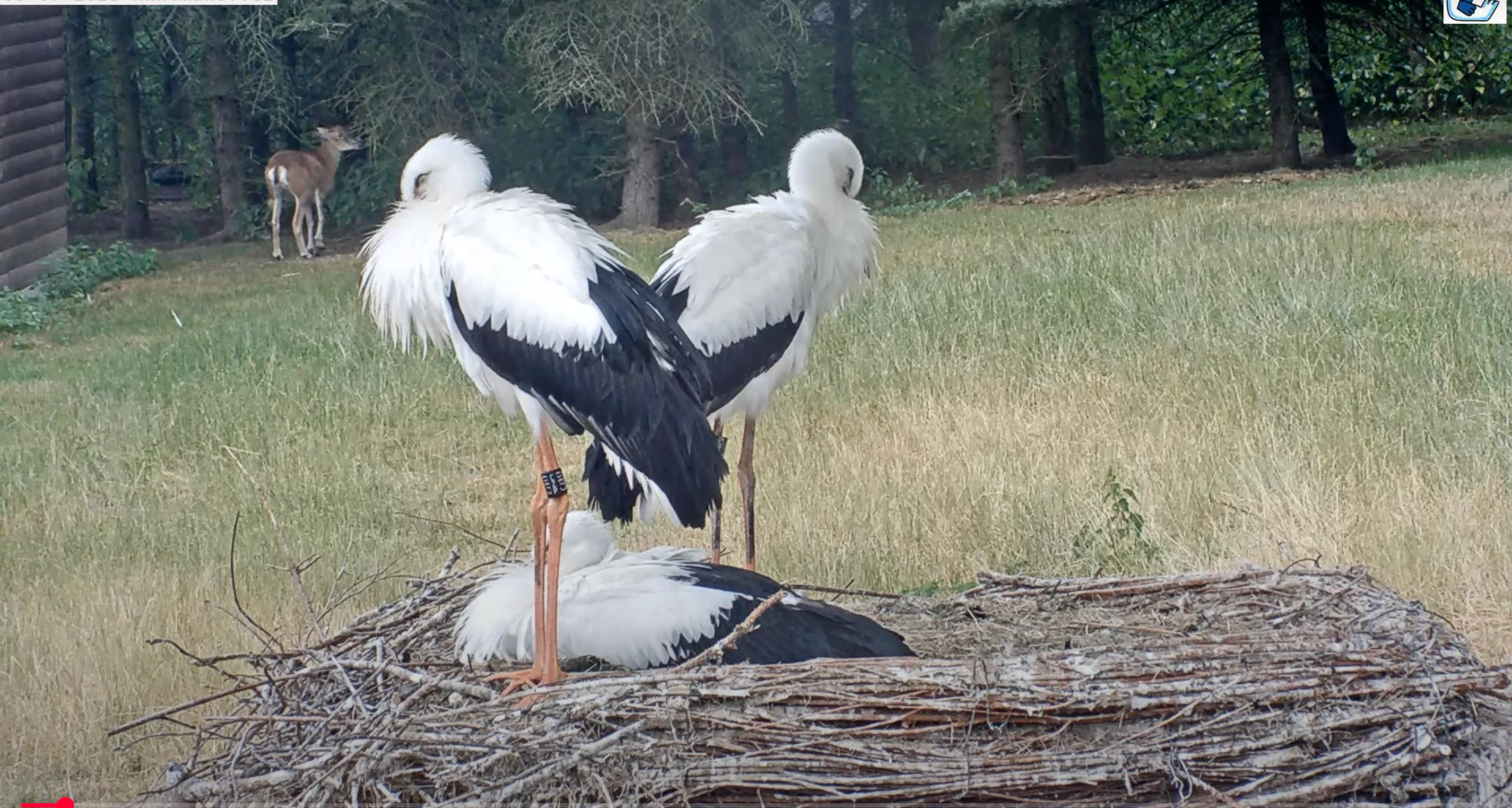 Čápi z Makova překvapili všechny: První let se proměnil v boj o záchranu mláďat