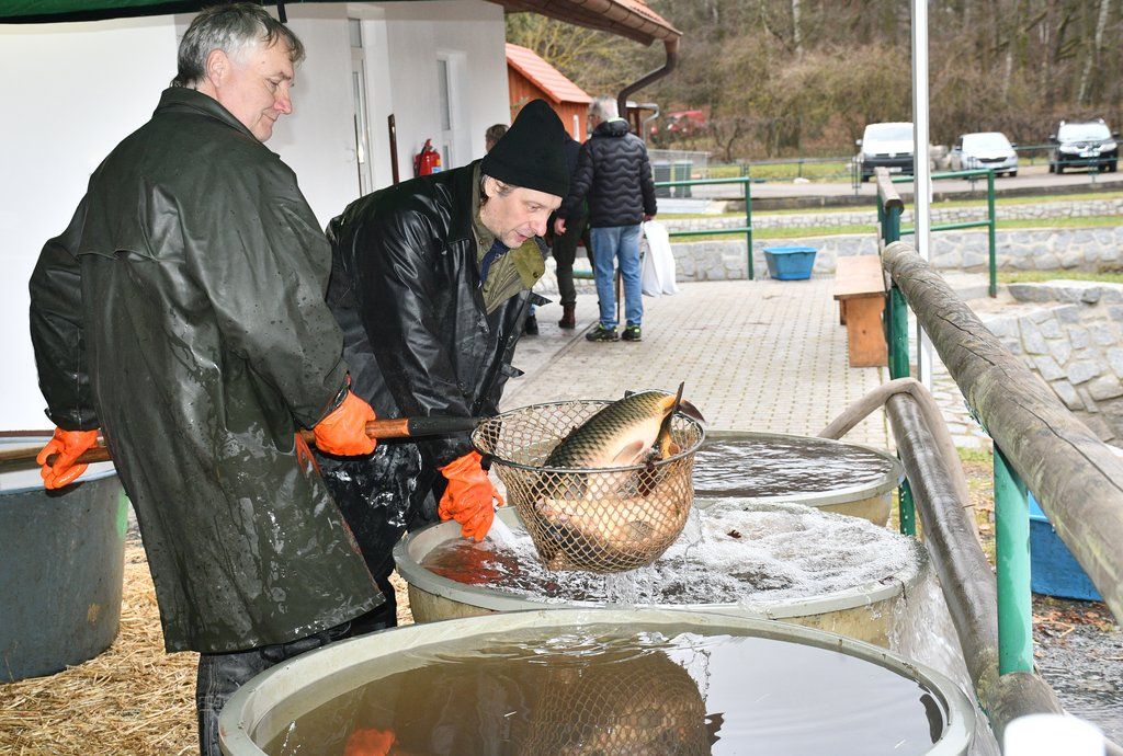 Prodej ryb v Plzni byl zahájen.