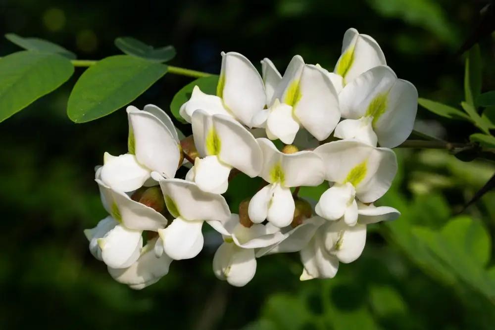 Seznam stromů a keřů, které vám zdecimují celou zahradu, a ještě můžete dostat 100 000 Kč pokuty