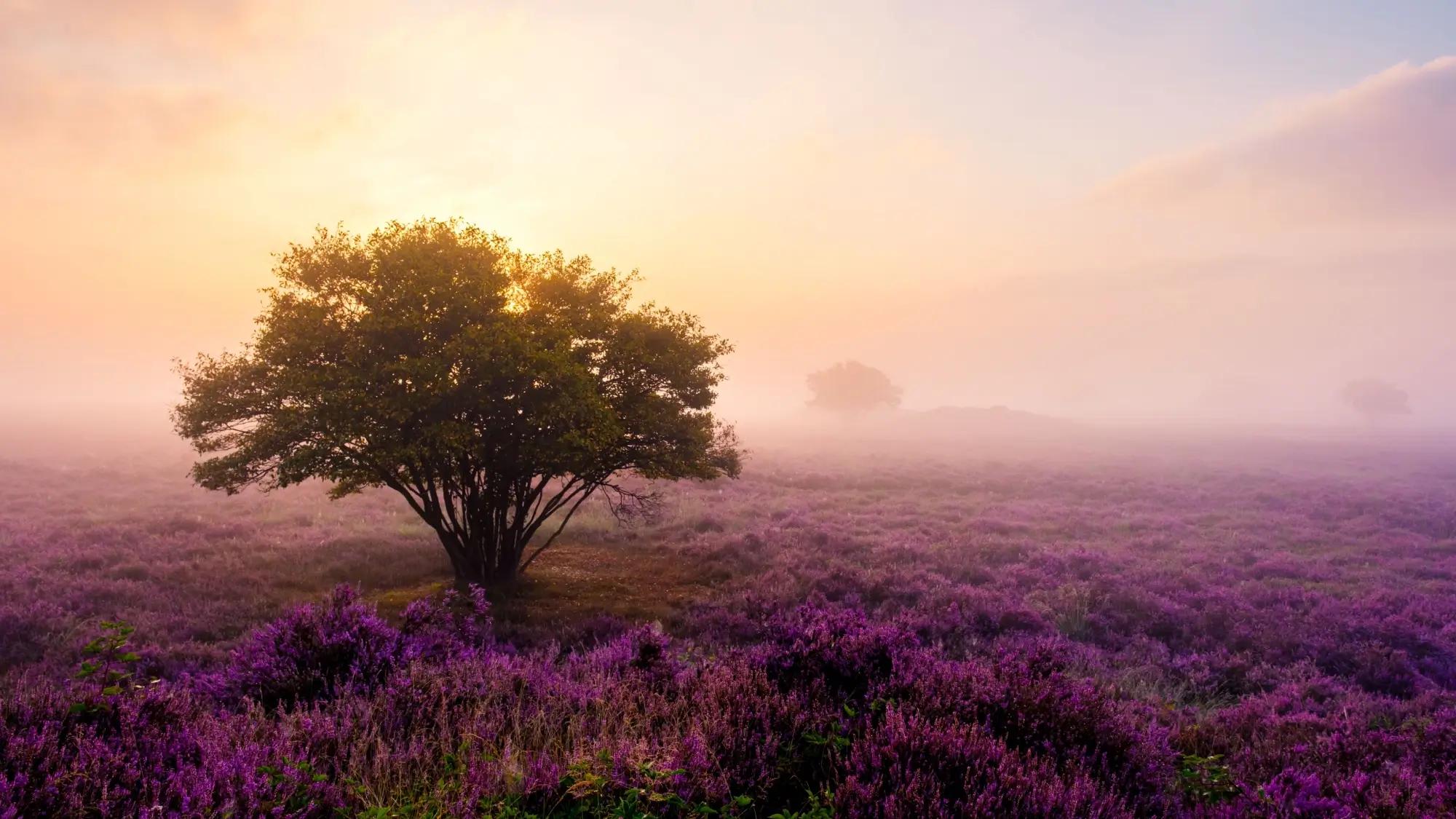 Do konce září vysaďte tuto rostlinu. V zimě promění zahradu v barevný pohádkový koberec. Češi ji neznají, i když u nás skvěle prosperuje