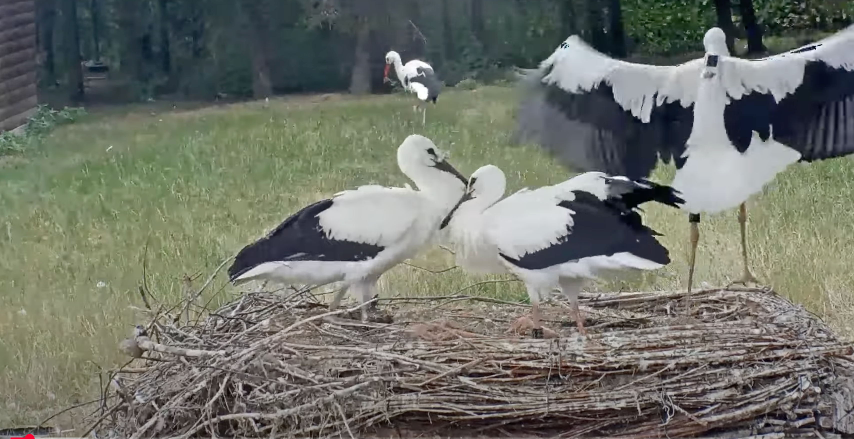Nikdo nečekal takové drama: První let čápů z Makova přerostl v boj o jejich přežití