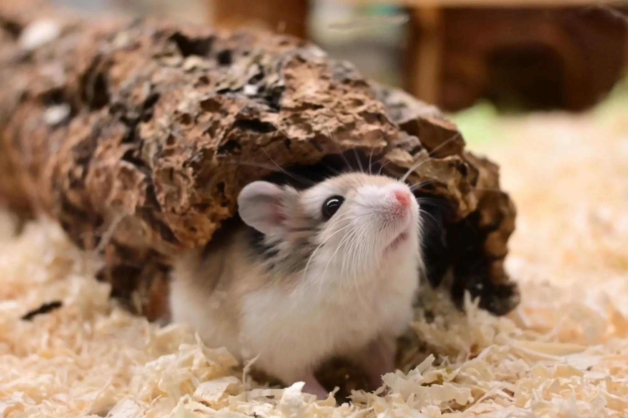 Křeček je jedno z nejoblíbenějších domácích zvířat.