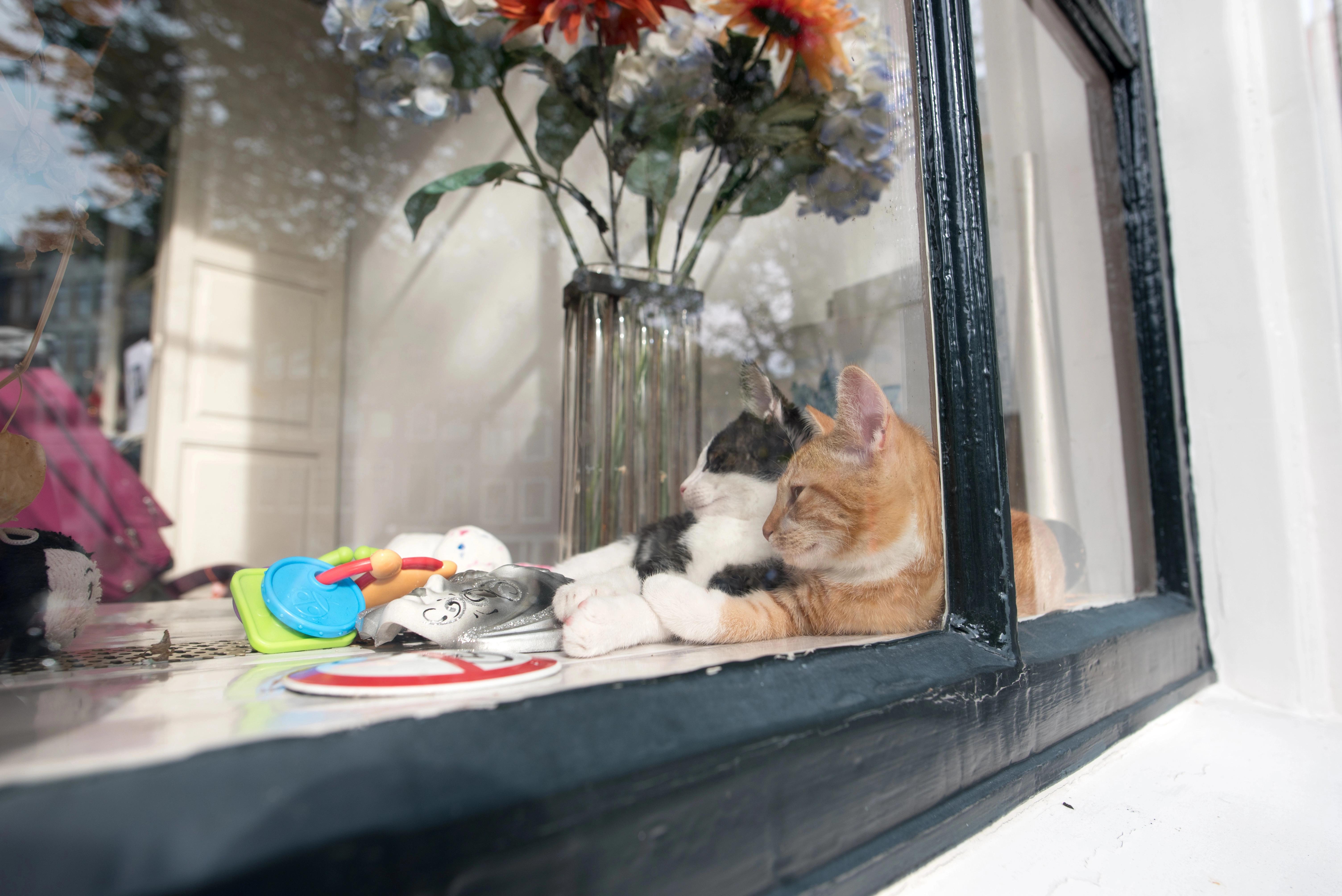 Kanály už nejsou pastí: Amsterodam instaluje schody pro kočky, které zachraňují chlupaté miláčky před utopením. Město vzkazuje: „Už žádné oběti!“