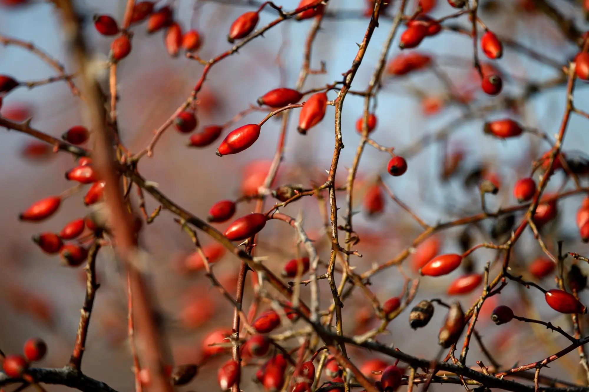 Šípky znali už naše babičky